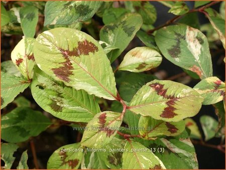 Persicaria virginiana &#39;Painter&#39;s Palette&#39;