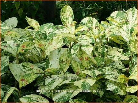 Persicaria virginiana &#39;Painter&#39;s Palette&#39;