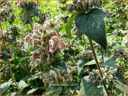 Phlomis samia