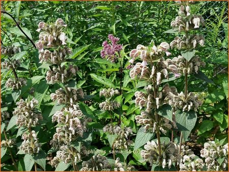 Phlomis samia