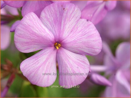 Phlox &#39;Alpha&#39;