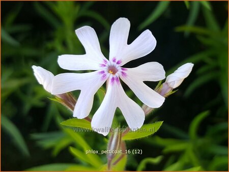 Phlox 'Petticoat'