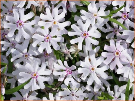 Phlox 'Petticoat'
