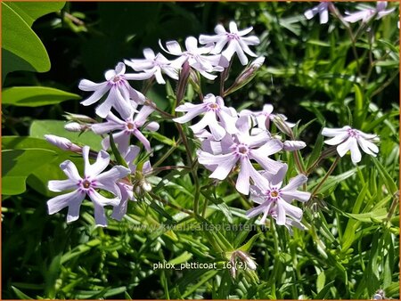 Phlox 'Petticoat'