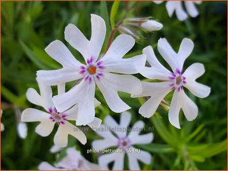 Phlox 'Petticoat'