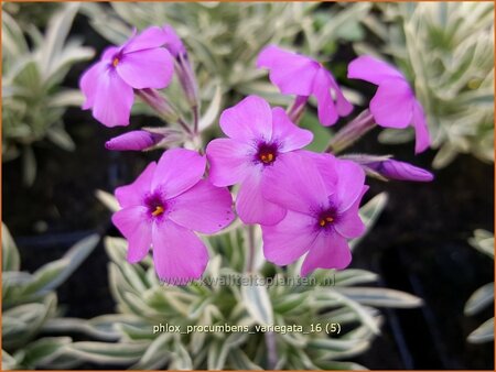 Phlox procumbens 'Variegata'