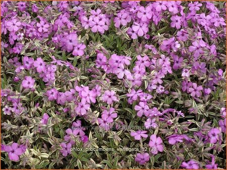 Phlox procumbens 'Variegata'