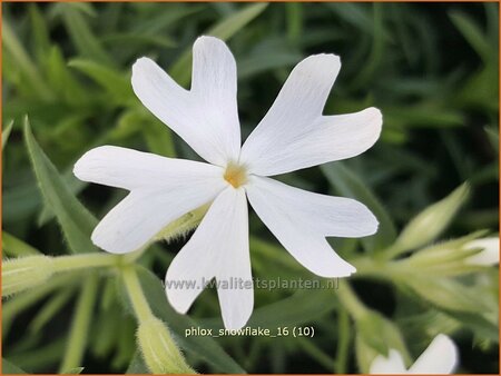 Phlox &#39;Snowflake&#39;