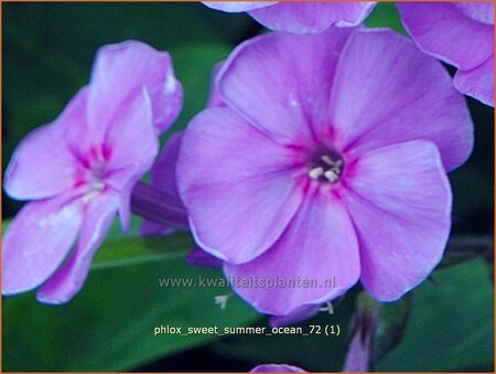 Phlox 'Sweet Summer Ocean'