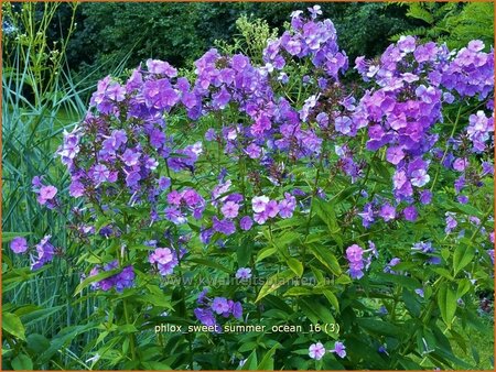 Phlox 'Sweet Summer Ocean'