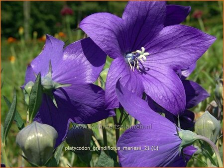 Platycodon grandiflorus &#39;Mariesii&#39;