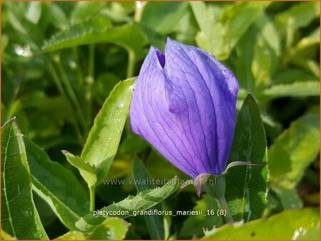 Platycodon grandiflorus &#39;Mariesii&#39;