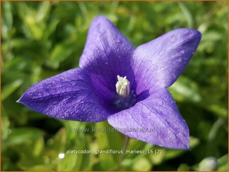 Platycodon grandiflorus &#39;Mariesii&#39;