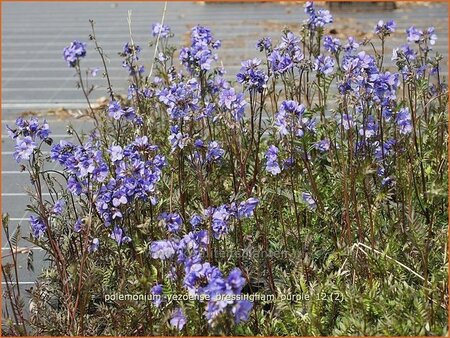 Polemonium yezoense &#39;Bressingham Purple&#39;