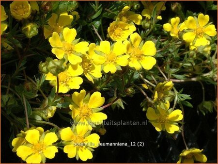 Potentilla neumanniana