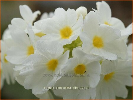 Primula denticulata &#39;Alba&#39;