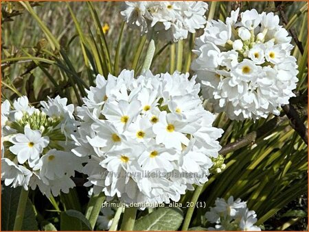 Primula denticulata &#39;Alba&#39;