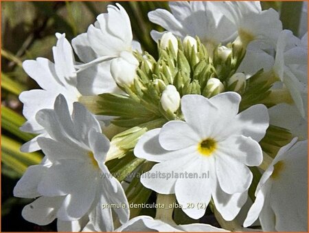 Primula denticulata &#39;Alba&#39;