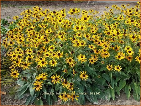 Rudbeckia fulgida &#39;Little Goldstar&#39;