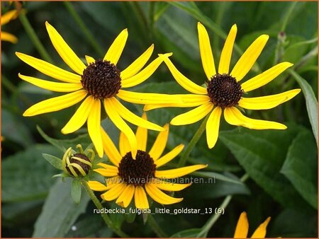 Rudbeckia fulgida &#39;Little Goldstar&#39;