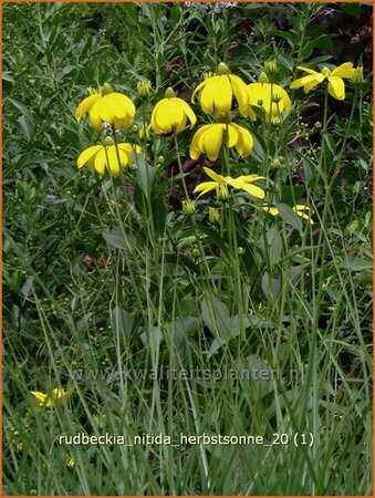Rudbeckia nitida &#39;Herbstsonne&#39;