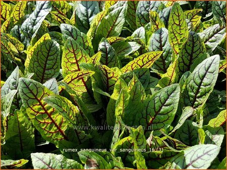 Rumex sanguineus var. sanguineus