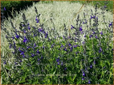 Salvia greggii 'Blue Note'