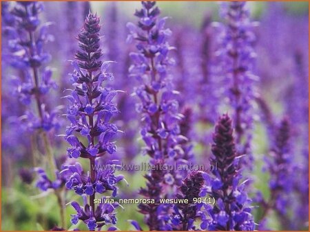 Salvia nemorosa 'Wesuwe'