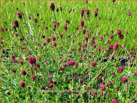 Sanguisorba officinalis &#39;Red Thunder&#39;