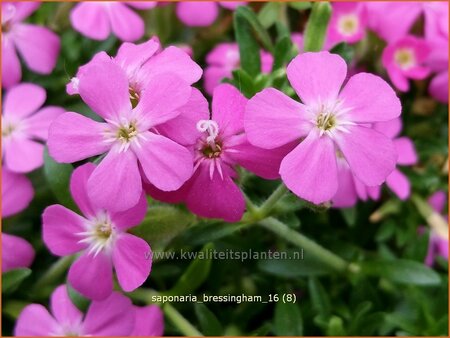 Saponaria &#39;Bressingham&#39;