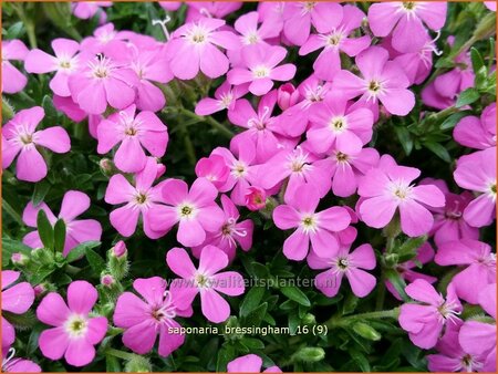 Saponaria &#39;Bressingham&#39;