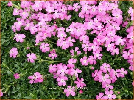 Saponaria &#39;Bressingham&#39;