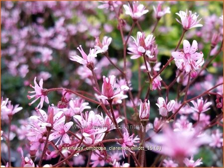 Saxifraga umbrosa &#39;Clarence Elliott&#39;