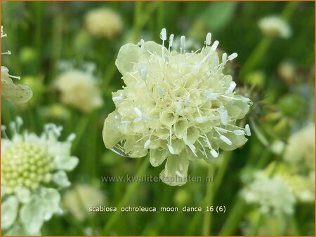 Scabiosa ochroleuca &#39;Moon Dance&#39;