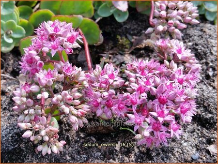 Sedum ewersii