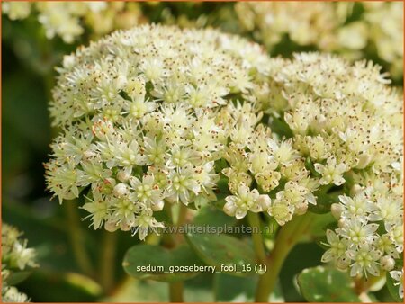 Sedum &#39;Gooseberry Fool&#39;