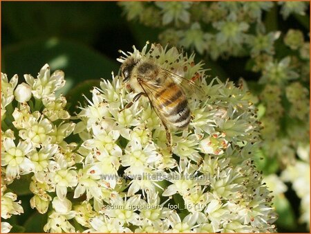 Sedum &#39;Gooseberry Fool&#39;