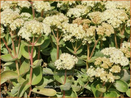 Sedum &#39;Gooseberry Fool&#39;