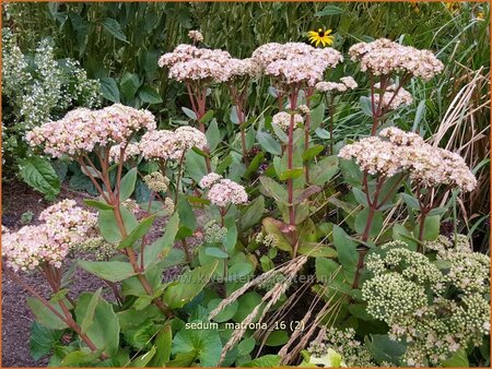 Sedum &#39;Matrona&#39;