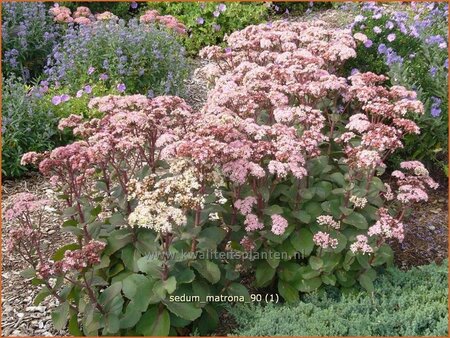 Sedum &#39;Matrona&#39;