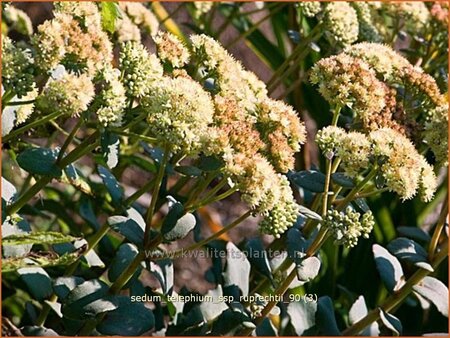Sedum telephium ssp. ruprechtii