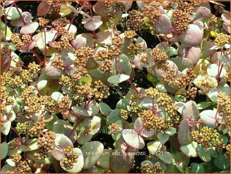 Sedum telephium ssp. ruprechtii