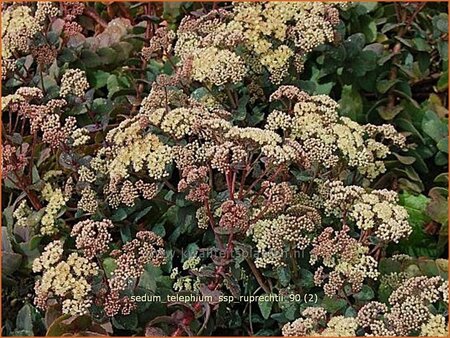 Sedum telephium ssp. ruprechtii