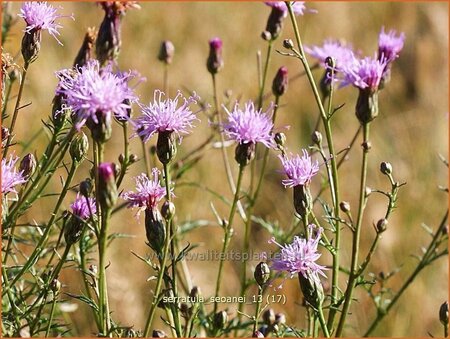 Serratula seoanei