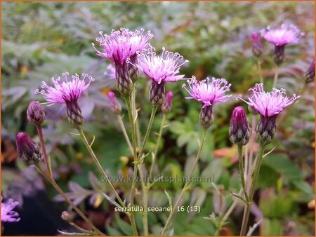 Serratula seoanei