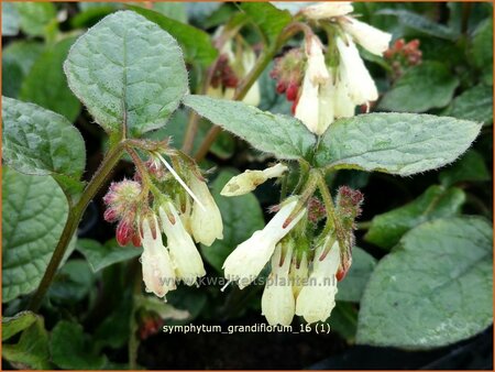 Symphytum grandiflorum