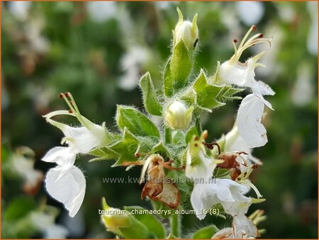 Teucrium chamaedrys &#39;Album&#39;