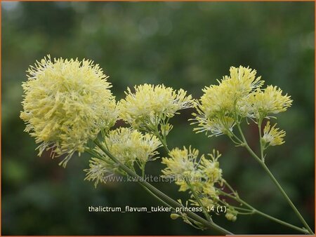 Thalictrum flavum 'Tukker Princess'