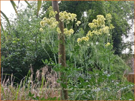 Thalictrum flavum &#39;Tukker Princess&#39;