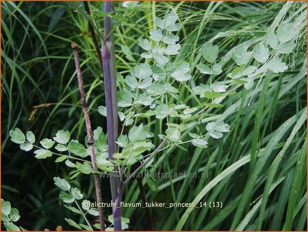 Thalictrum flavum &#39;Tukker Princess&#39;